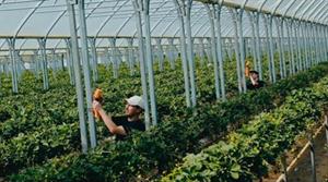 NIAB glasshouse